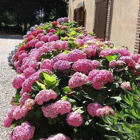 Montecorneo
