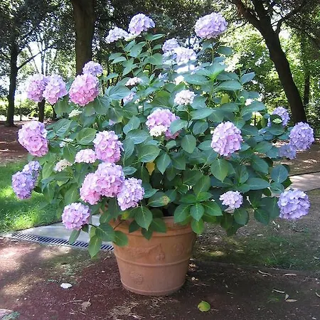 Aparthotel Montecorneo 2*