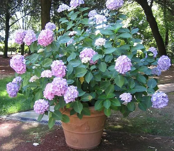 Apart-hotel Montecorneo 2*